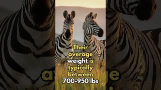 Amazing Animal Facts Zebras zebra animals [upl. by Kenlay]