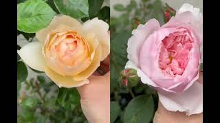 David Austin Wollerton Old Hall Rose left and Alnwick Rose right [upl. by Nair]