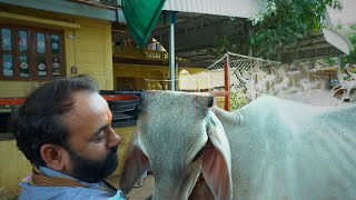 MrDhiraj Poojara visited Bhabhar Gaushala Thavar Ashram and Varahi  Royal Technosoft P Limited [upl. by Annawahs]