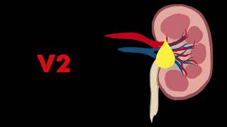 Vasopressin Pitressin Pharmacology [upl. by Paulette]