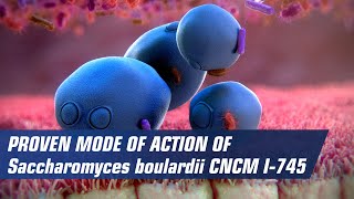 Proven mode of action of Saccaromyces boulardii CNCM I745 [upl. by Greyso]