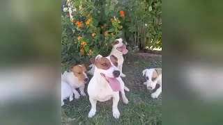 Jugando al frisbee con mi Jack Russell Terrier [upl. by Yssor]