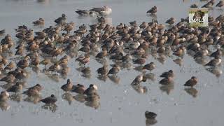 Migratory Bird arrived at Pobitora wildlife sanctuary [upl. by Ayal502]