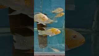 Cichlid  Albino Heckeli Acarichthys İplik Yüzgeçli Cichlid [upl. by Early]