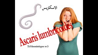 TD faunistique  Ascaris lumbricoides b DARIJA sv3 لاينصح به أصحاب القلوب الضعيفة [upl. by Morril]