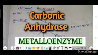 Carbonic Anhydrase metalloenzyme structure function  mechanism bio inorganic chemistry notes [upl. by Ripley]