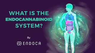 What Is The Endocannabinoid System [upl. by Eidnas487]