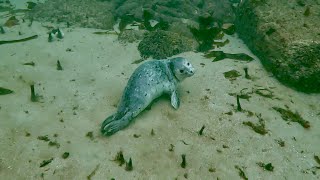 Scuba dive with harbor seal in the kelp forest of McAbee beach Monterey CA [upl. by Vorster]