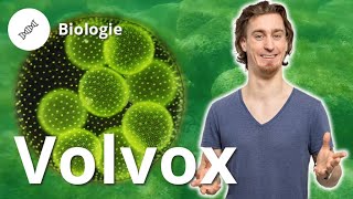 Volvox Aufbau Fortpflanzung und die erste Leiche – Biologie  Duden Learnattack [upl. by Ikcim749]