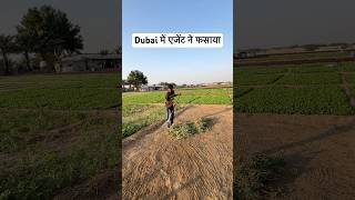 दुबई में एजेंट ने फसाया  dubailife dubaireels dubaivillege shorts [upl. by Niliram347]