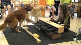 Piano dogs visiting nursing home  Klavierhunde im Pflegeheim [upl. by Kassi128]