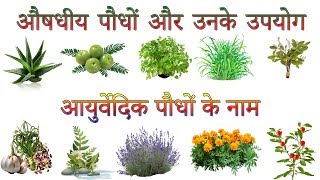 औषधीय पौधों और उनके उपयोग  Ayurvedic Plants Information In Hindi  आयुर्वेदिक पौधों के नाम [upl. by Rombert]