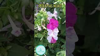 Mirabilis jalapa dondiego de noche dompedros periquito maravilla del Perú clavellinaSuscribase⭐ [upl. by Nauhs747]