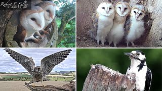 🔴 LIVE Barn Owls 🦉🐥 Stoats 🐾 Kestrels 🦅🥚 Tawny Owls 🦉  From Fotherdale Yorkshire UK [upl. by Hahseram]