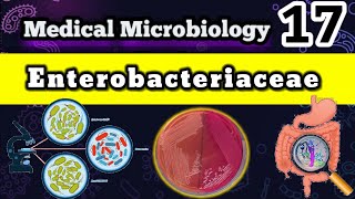 Enterobacteriaceae Family 🦠 شرح بالعربي [upl. by Hanshaw205]