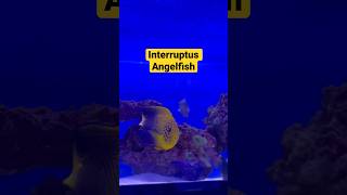 Centropyge Interruptus Japanese Angelfish [upl. by Neelahs]