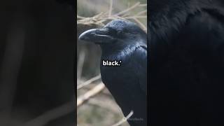 🤔Can a green apple prove all ravens are black Discover the Raven Paradox viral facts paradox [upl. by Ydnac]