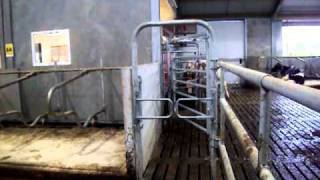 LELY A4 I FLOW [upl. by Sullivan]