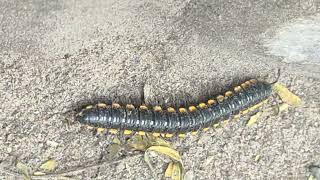 Millipede Roaming along the Dusty Road 🐛🛣️ millipedes millipede millipedetoy kenno worms keeda [upl. by Enelehs]