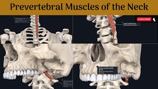 Prevertebral muscles of the neck  Longus cervicis amp capitis  Rectus capitis anterior amp Lateralis [upl. by Hcurob999]