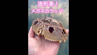 愛らしいカラッパを観察🦀 メガネカラッパ カニ calappa 海洋生物観測所 shorts [upl. by Soisinoid]