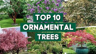 10 Most Popular Ornamental Trees for Your Garden 👌🌿💚  PlantDo Home amp Garden [upl. by Rettuc]