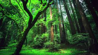 Peru Amazon Ayahuasca Shamanic Songs [upl. by Abbot704]