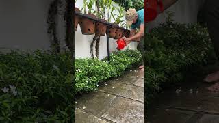 Neem oil for plants  part 2 jishnuuthaman garden garden [upl. by Nnyletak]