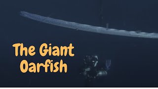 The Giant Oarfish Unraveling the Mysteries of the Deep Sea Serpent [upl. by Beebe318]