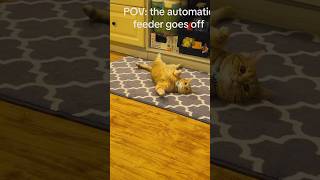 How Cat Reacts To Automatic Feeder Goes Off shorts [upl. by Odnamla]