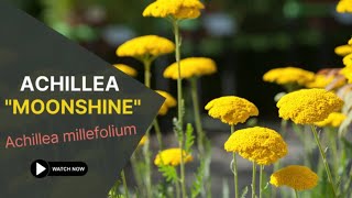 Achillea quotMoonshinequot  Achillea Millefolium  TinyLeaf [upl. by Genia767]