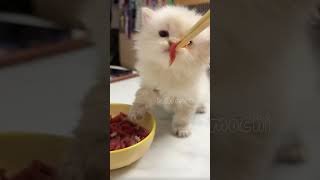 Adorable Baby Kitten Enjoying A Milk Break 🐱💕✨ hellomochi cat kitten cutecat kucing mochicat [upl. by Jerald857]