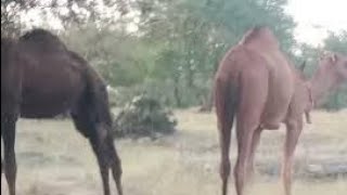 Kamal Puri Daachi FarmBeautiful Daachiyblack and Red Camels [upl. by Martell812]