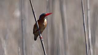 Malachite Kingfisher Call  Blissful Birding  Bird Calls [upl. by Wetzel439]