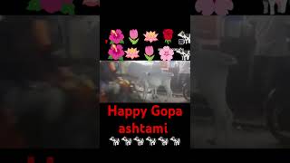 gopa ashtami November 10 2024 [upl. by Latty]