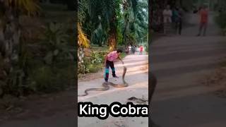 King Cobra Video shorts wildlife short animals viralvideo snake shortvideo trending funny [upl. by Atrebla]