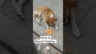 Parle g Biscuit Feeding parlegbiscuits dogs streetdog doglovers shorts dogsafety [upl. by Mientao516]