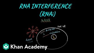 RNA InterferenceMechanism  Biotechnology and its Applications  Class XII  Biology  Khan Academy [upl. by Vyky647]