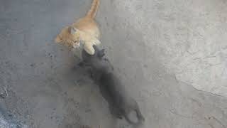 Pelea de perro pitbull vs puma feroz [upl. by Wolfram]