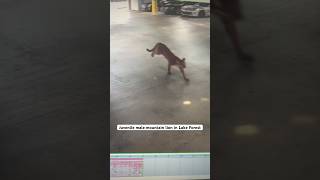 Juvenile mountain lion running through the Comfort Inn parking garage Video courtesy Erick Leon [upl. by Otxilac818]