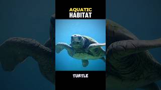 AQUATIC HABITAT aquatichabitat  WHAT IS AQUATIC HABITAT shortsviraltreanding [upl. by Anelys]