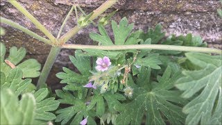 Kleine ooievaarsbek Geranium pusillum  20170520 [upl. by Mischa]