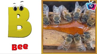 Insects ABC Song  Insects Alphabet Song  Phonics for Kids  Alphabet Letters [upl. by Tavie]