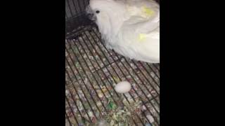 My umbrella cockatoo laid an egg [upl. by Broome]