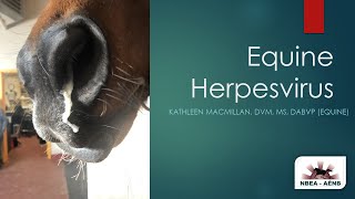 EVH  Equine Herpesvirus Explained [upl. by Simah]