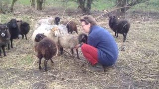 Een winter met Ouessant schapen [upl. by Zennas63]