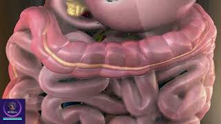 Gallbladder 3D Animation  Role of Bile in Digestive System [upl. by Kerwinn]