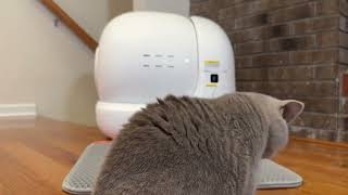 🐾 PETKIT PURA MAX REVIEW SELF CLEANING CAT LITTER BOX AUTOMATIC LITTER–ROBOT [upl. by Charlet]