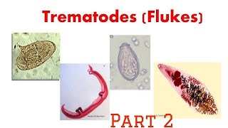 Trematodes  Clonorchis [upl. by Elleynod]