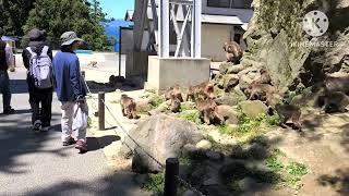 큐슈 여행 3일차  벳푸 다카사키야마 자연동물원 高崎山自然動物園 Beppu Takasakiyama [upl. by Hoisch]